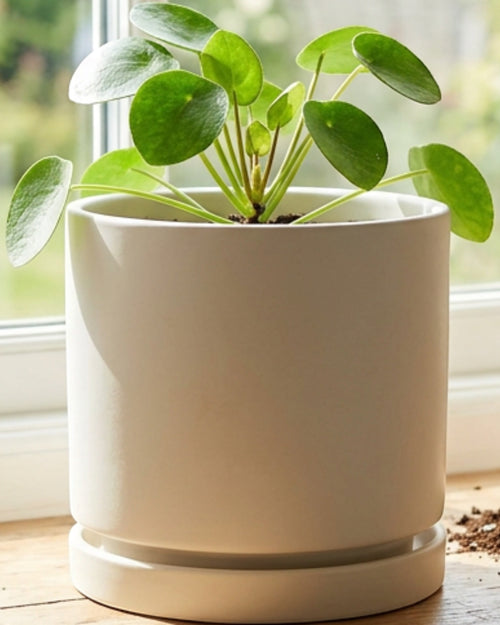 Slopt Matte Ceramic Planter Drainage Saucer 6 in