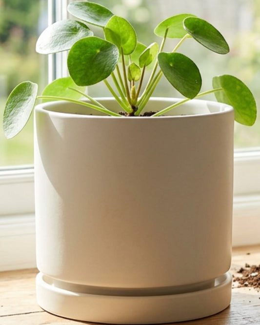 Slopt Matte Ceramic Planter Drainage Saucer 6 in